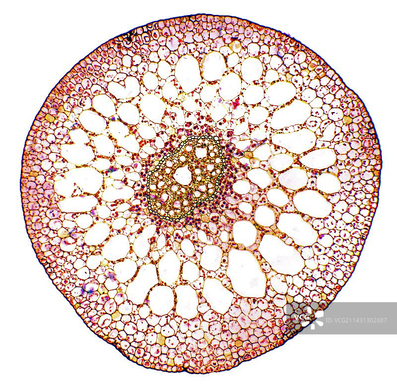 水草茎，光学显微照片图片素材