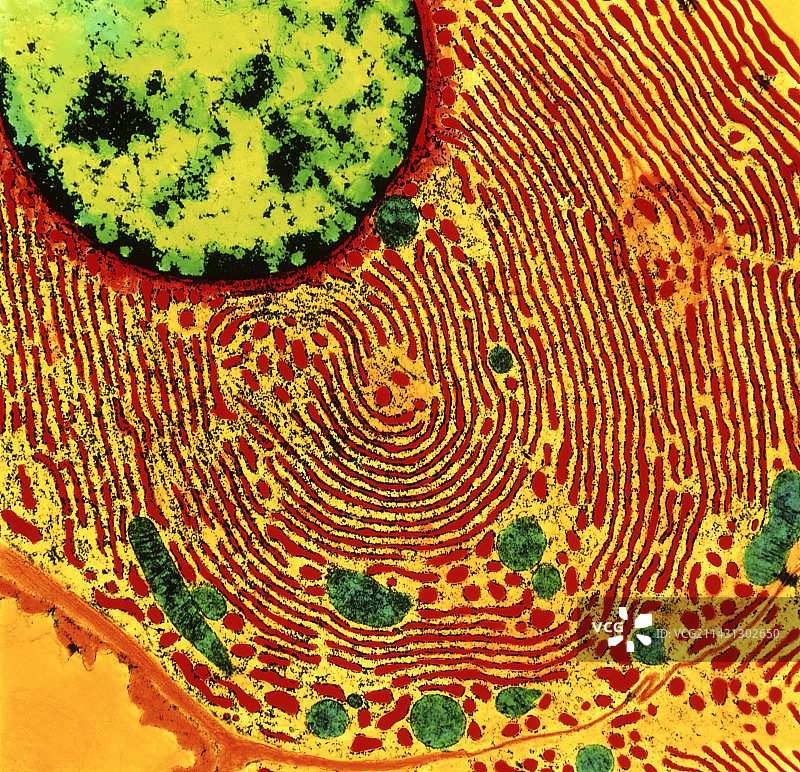内质网和细胞核的彩色透射电镜图图片素材