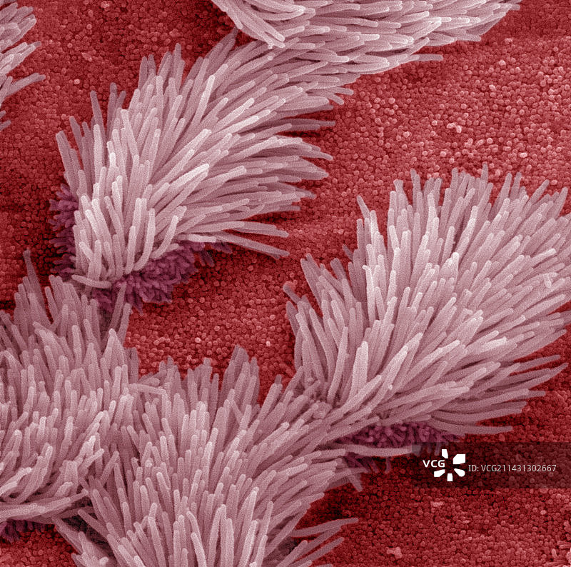 呼吸道纤毛上皮图片素材