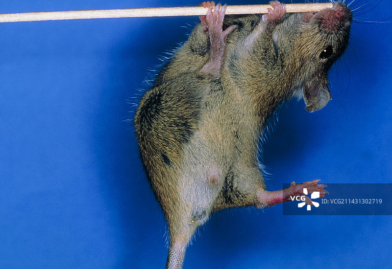 Sry基因小鼠图片素材