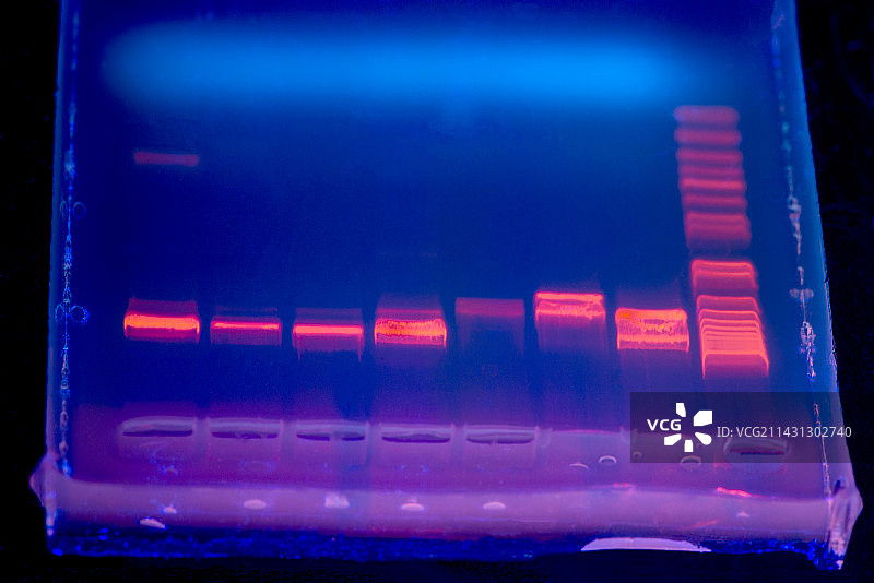 紫外光下的DNA电泳图片素材