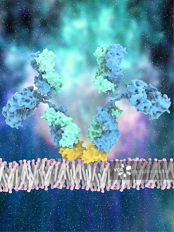 伊匹单抗单克隆抗体与受体图片素材