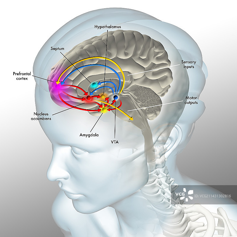 大脑奖励通路插图图片素材