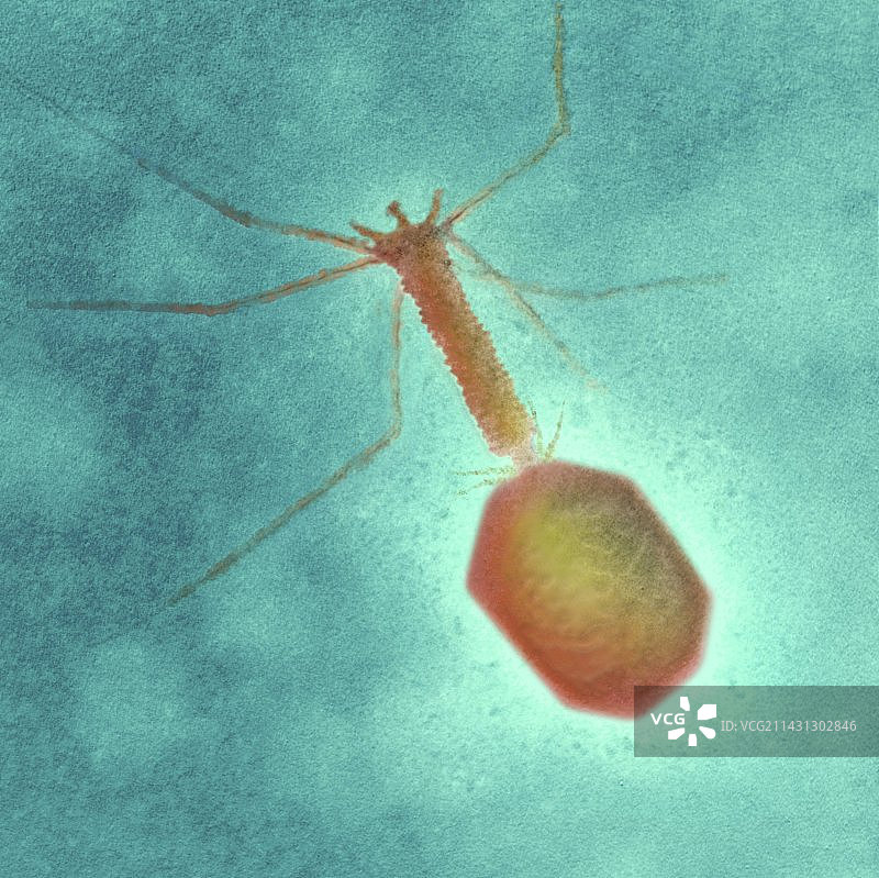 T4噬菌体，TEM图片素材