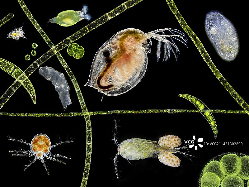 池塘生物图片素材