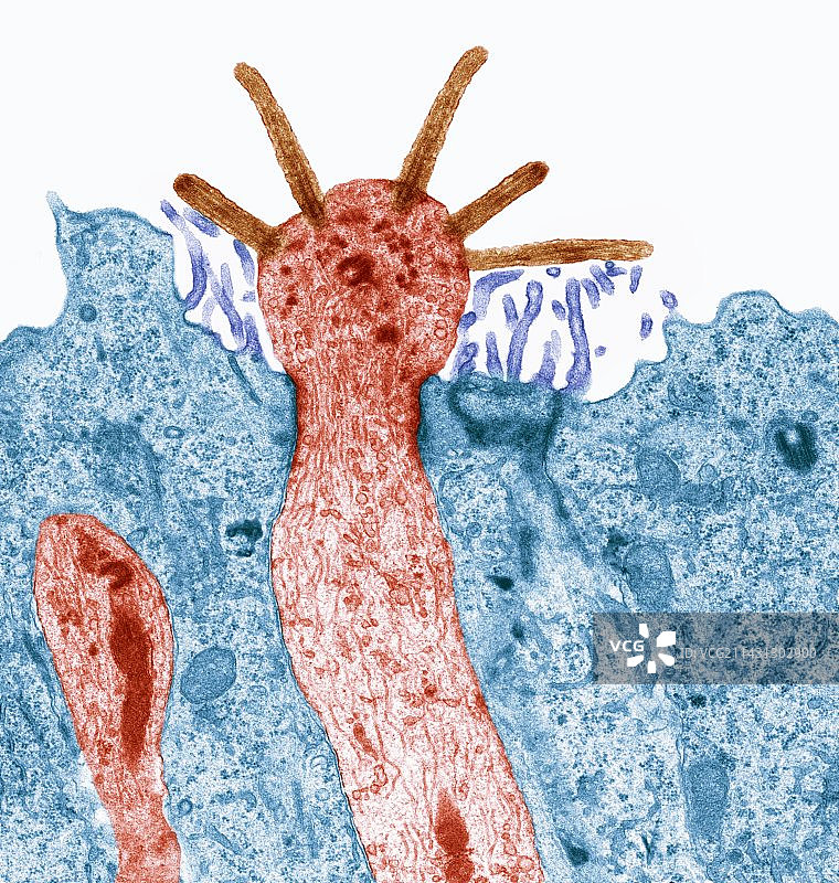 嗅觉感受器，TEM图片素材