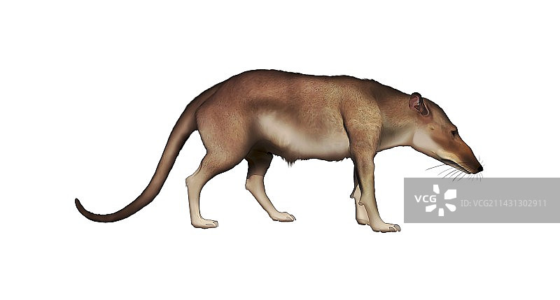 械齿鲸：史前鲸鱼祖先插画图片素材