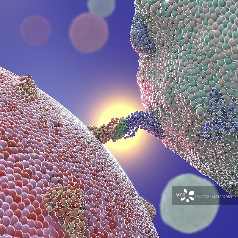 抗原呈递示意图图片素材