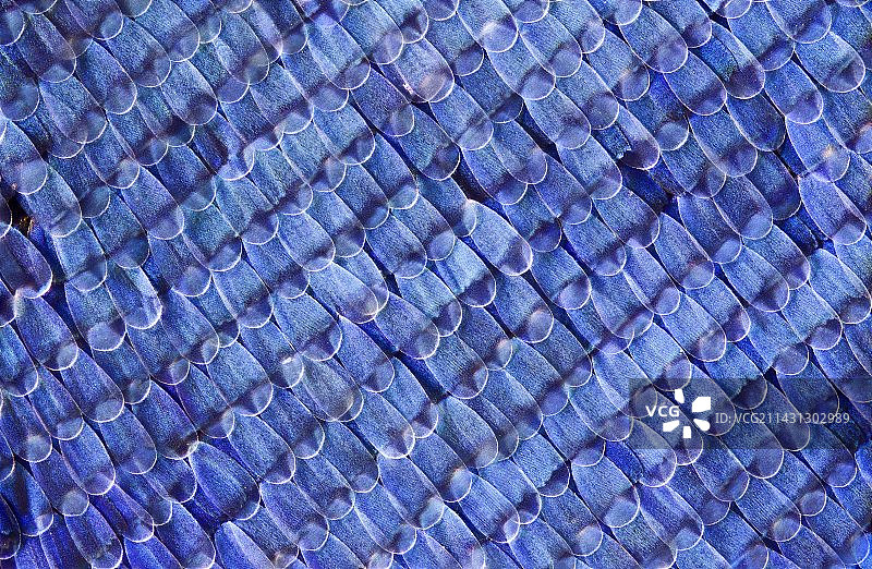 蝴蝶翅膀鳞片图片素材