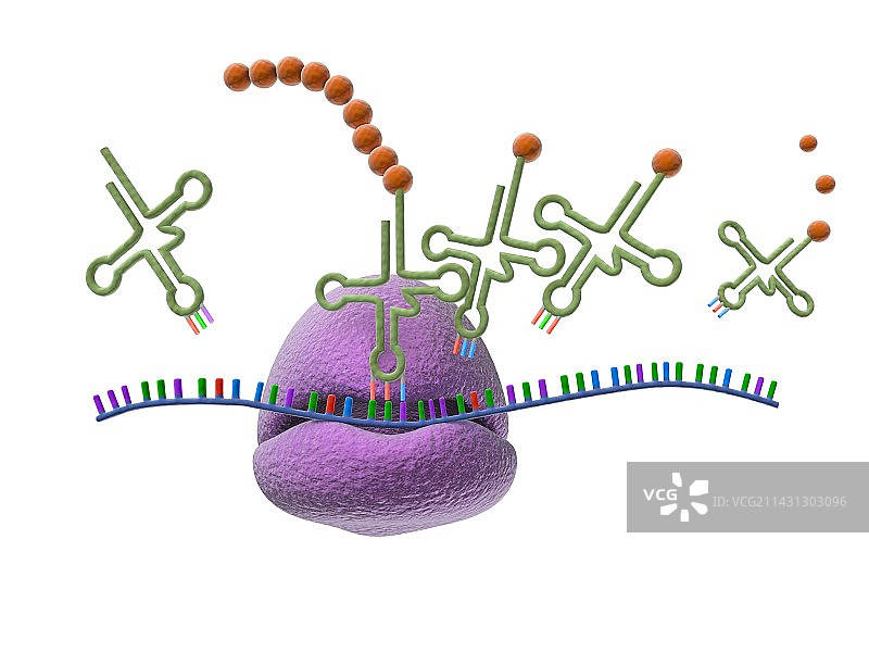 核糖体与蛋白质合成图图片素材