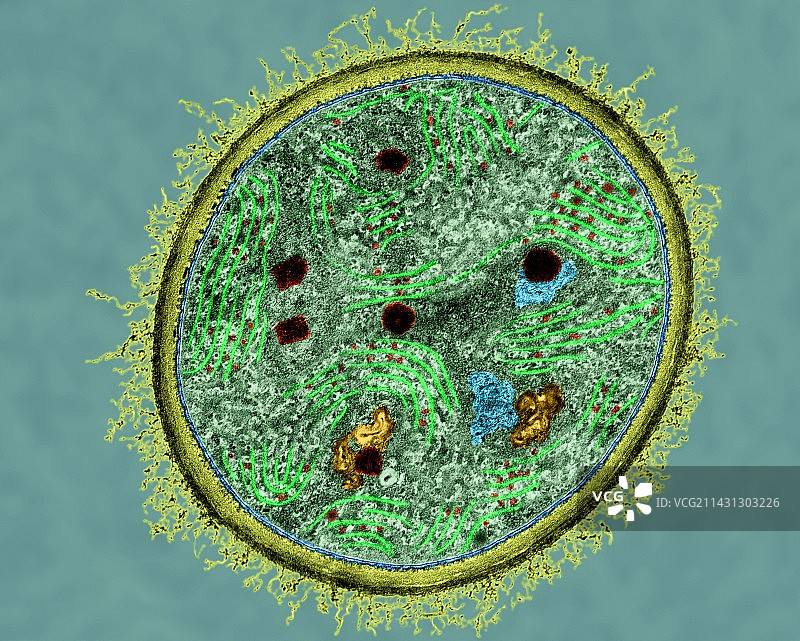 蓝藻透射电镜图图片素材