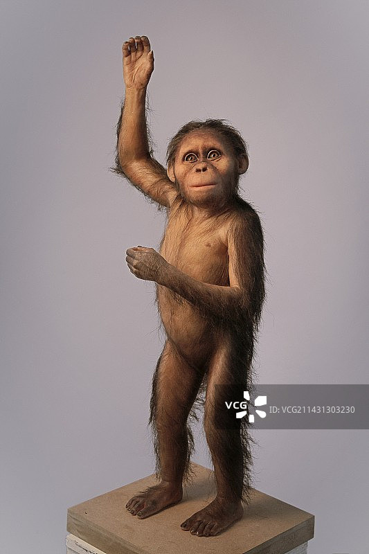 阿法南方古猿模型图片素材