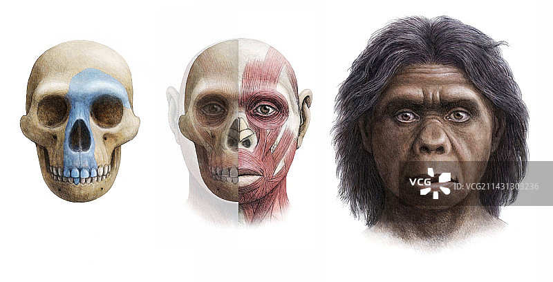 弗洛勒斯人图片素材