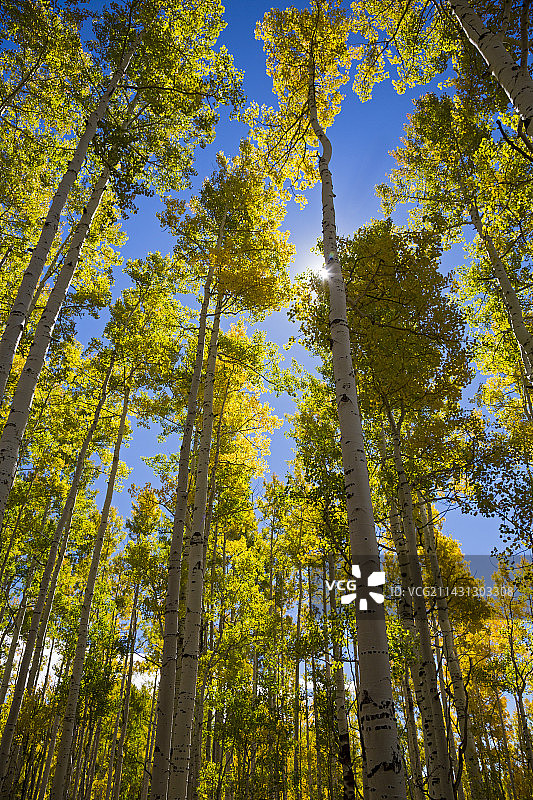 秋天的颤杨图片素材