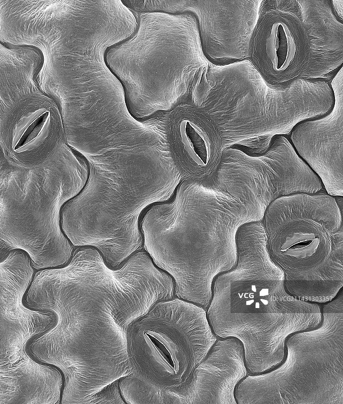 叶片气孔（拟南芥属），扫描电镜图片素材