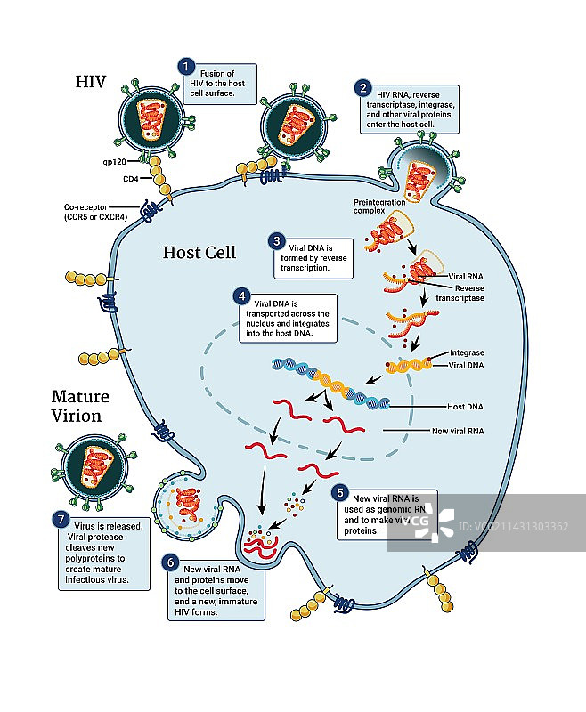 HIV病毒生命周期示意图图片素材