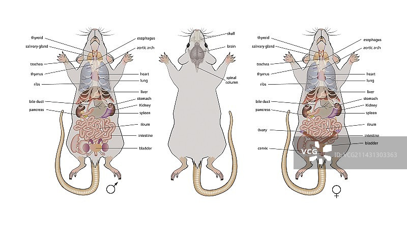 鼠标解剖结构插图图片素材