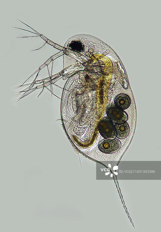 水蚤显微照片图片素材