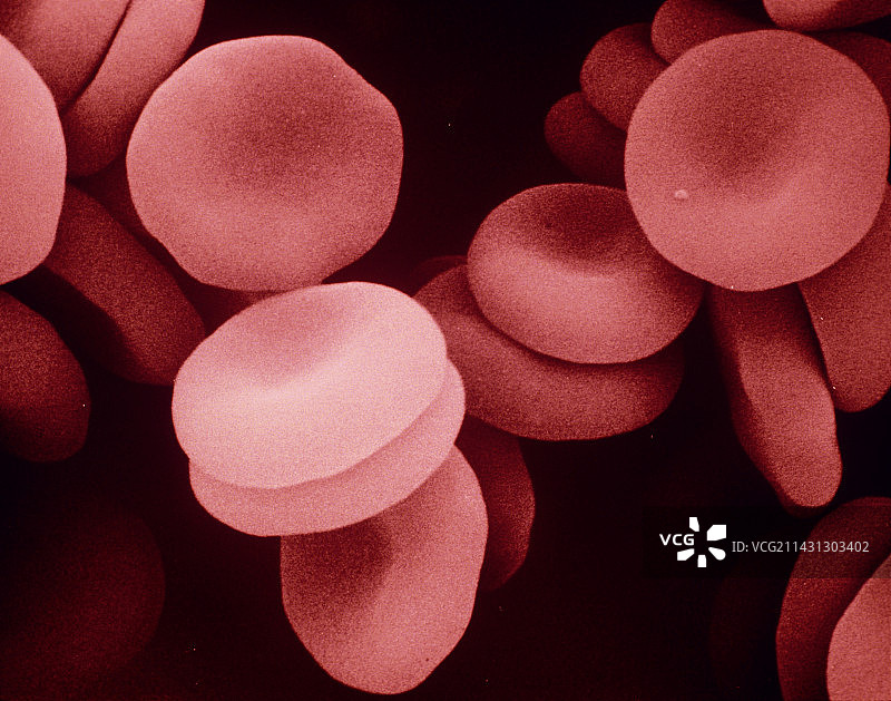 人红细胞的SEM假彩色图图片素材