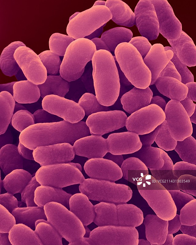 紫色硫细菌 Chromatium sp.，扫描电子显微镜图片素材