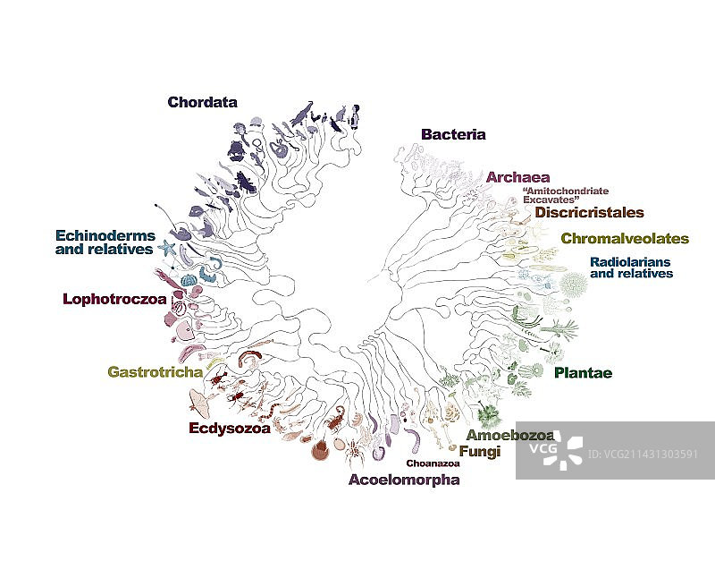 生命之树支序图图片素材