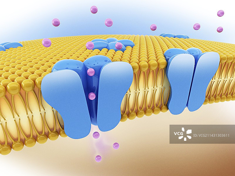细胞离子通道插图图片素材