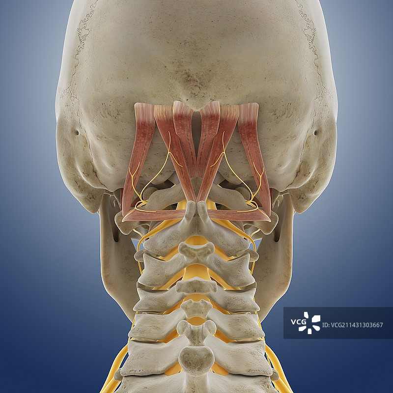 枕下肌群与神经结构图图片素材