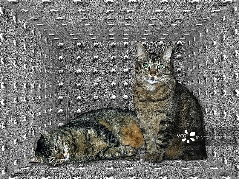 薛定谔的猫，艺术作品图片素材