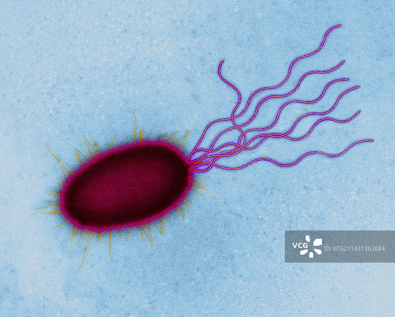 假单胞菌属细菌，透射电子显微镜图片素材