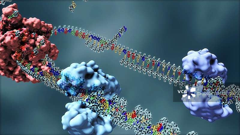 DNA复制原理图图片素材