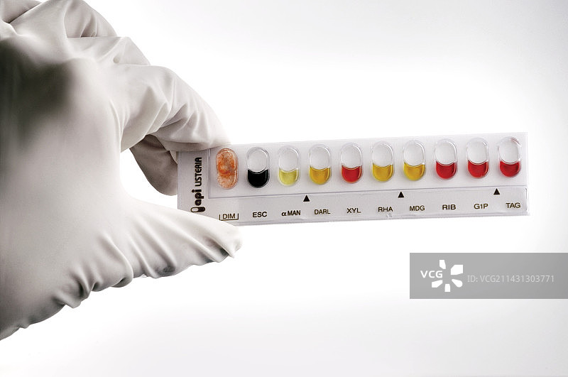 李斯特菌鉴定图片素材