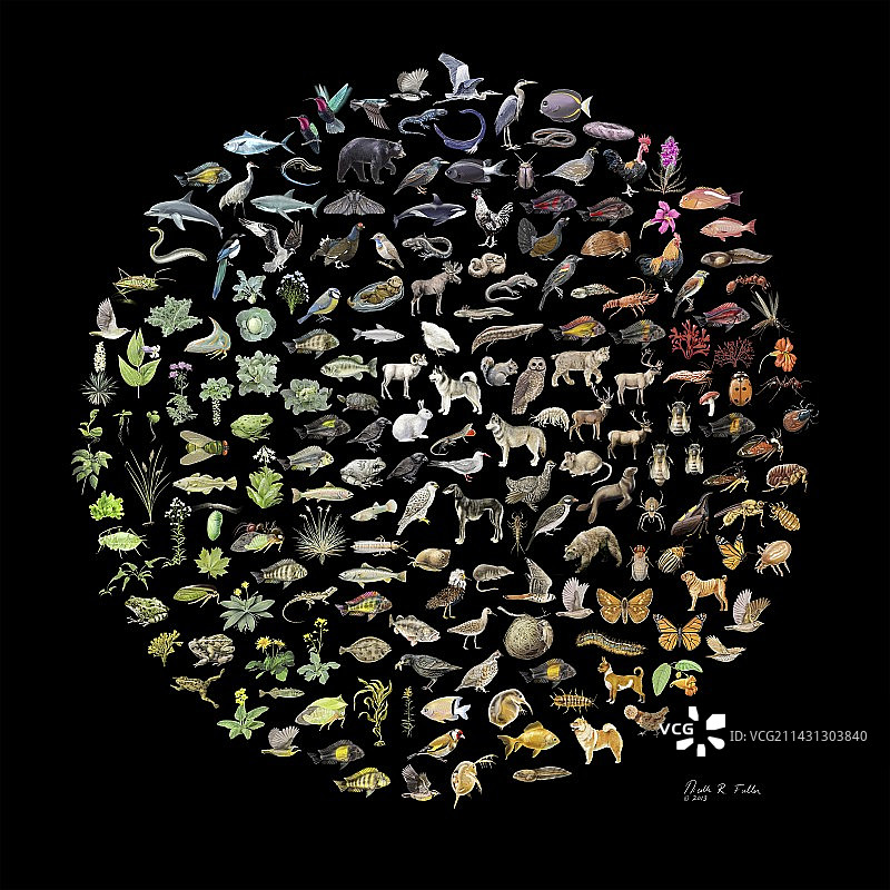 生物多样性概念插图图片素材