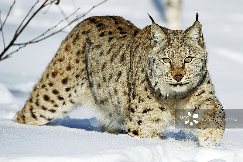 欧亚猞猁在雪中图片素材