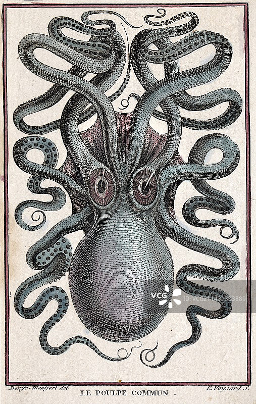 1801年蒙福特章鱼雕刻彩色图图片素材
