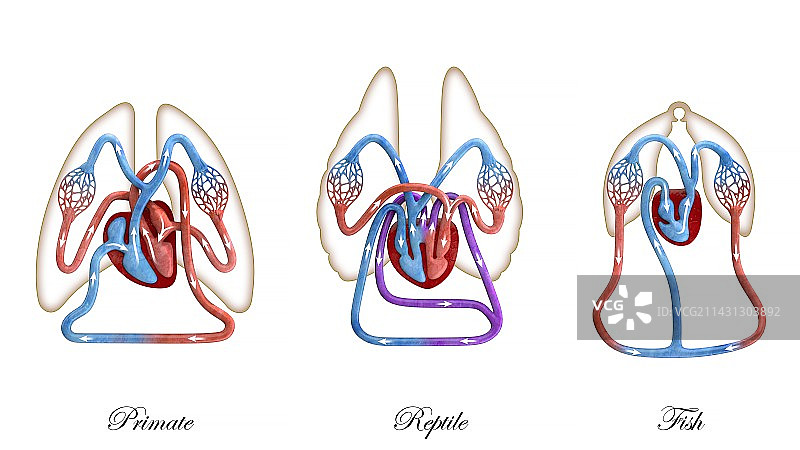 灵长类动物、爬行动物和鱼类血液循环图图片素材