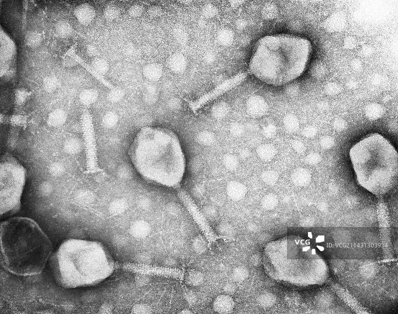 T4噬菌体，TEM图片素材