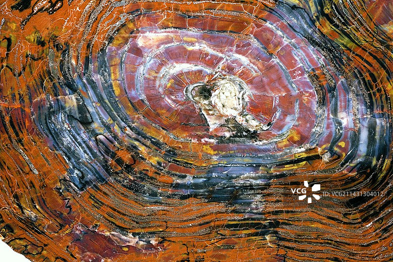 石化木图片素材