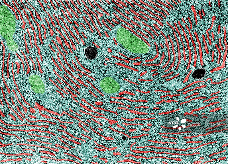 粗糙的内质网，TEM图片素材