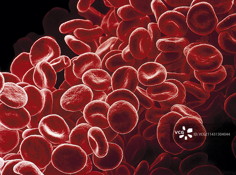 红细胞扫描电子显微镜图像图片素材