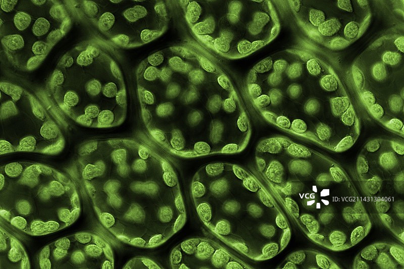 苔藓叶子显微照片图片素材