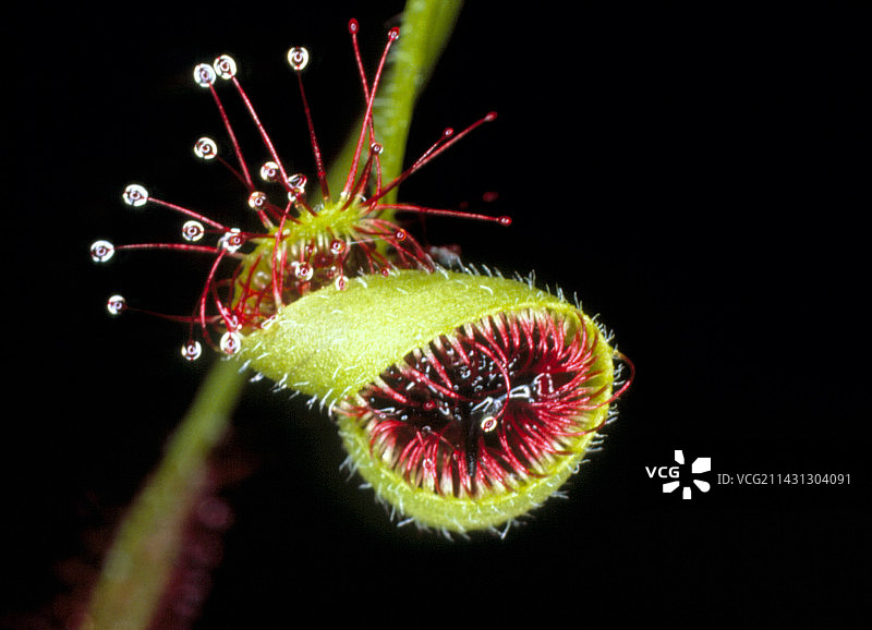 开普茅膏菜植物的微距照片图片素材