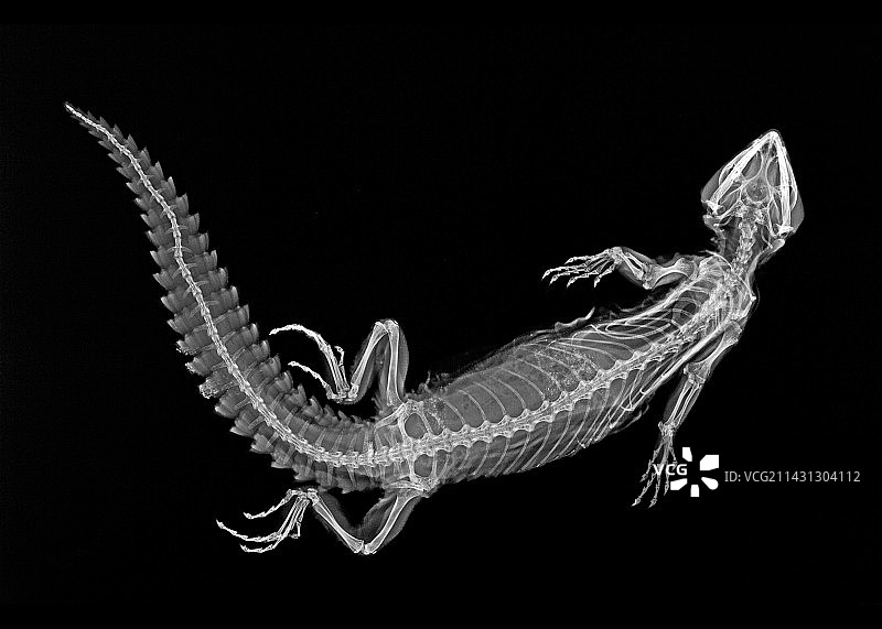 沃马斯蒂克斯蜥蜴X光片图片素材