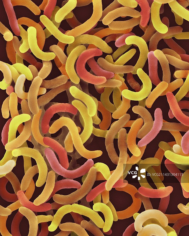 霍乱弧菌（扫描电镜）图片素材