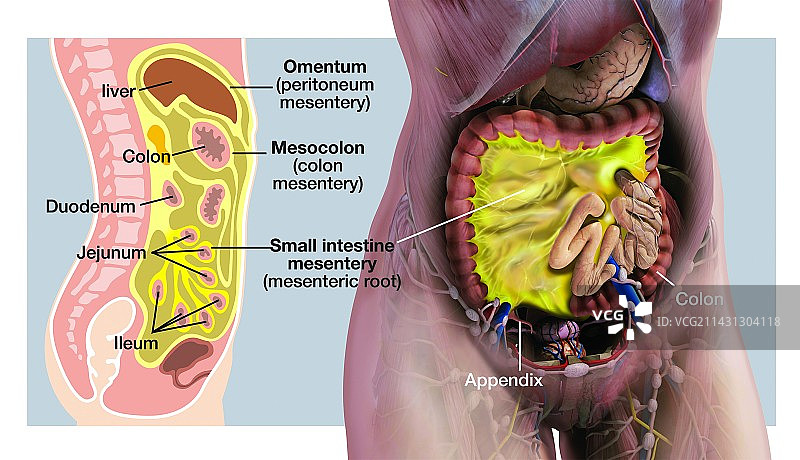 肠系膜解剖结构图图片素材
