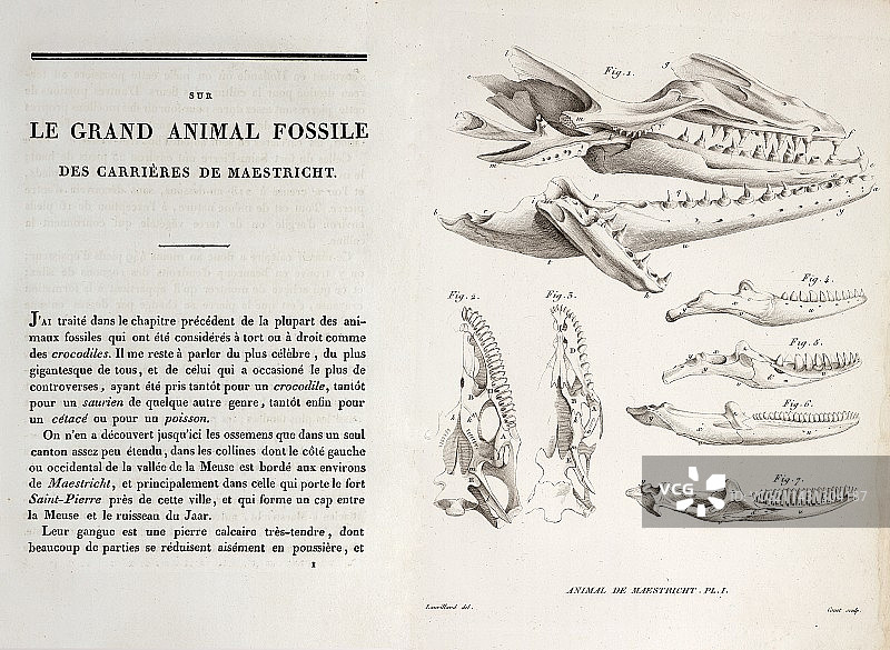 居维叶的1770年马斯特里赫特沧龙图片素材