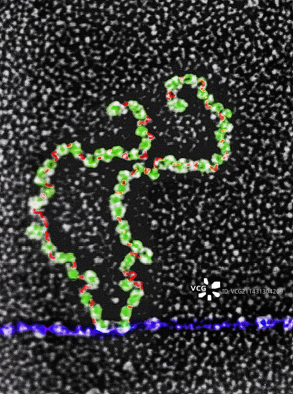 DNA转录和翻译，TEM图片素材