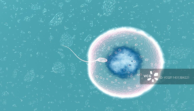 受精作用图片素材