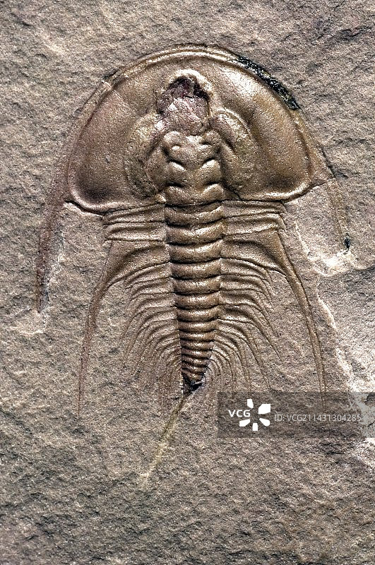 奥伦纳鲁斯·吉尔伯特三叶虫化石图片素材