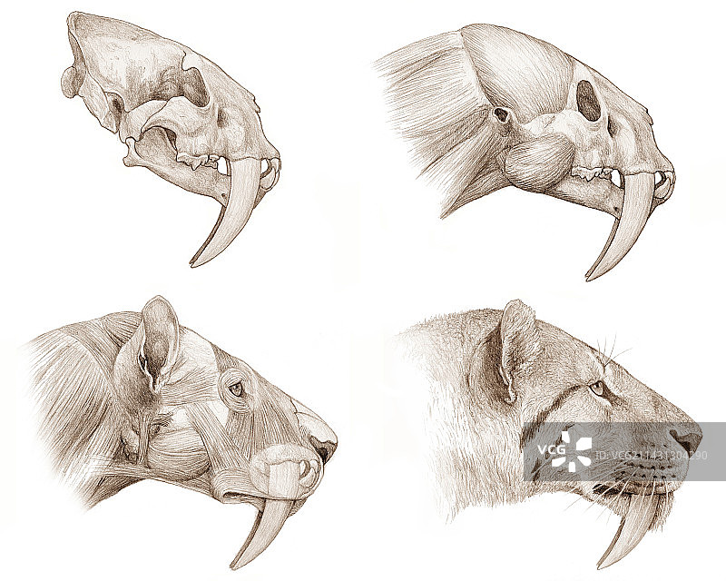 斯剑虎图片素材