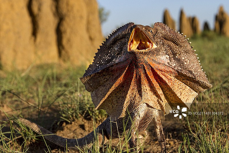求偶展示的伞蜥图片素材